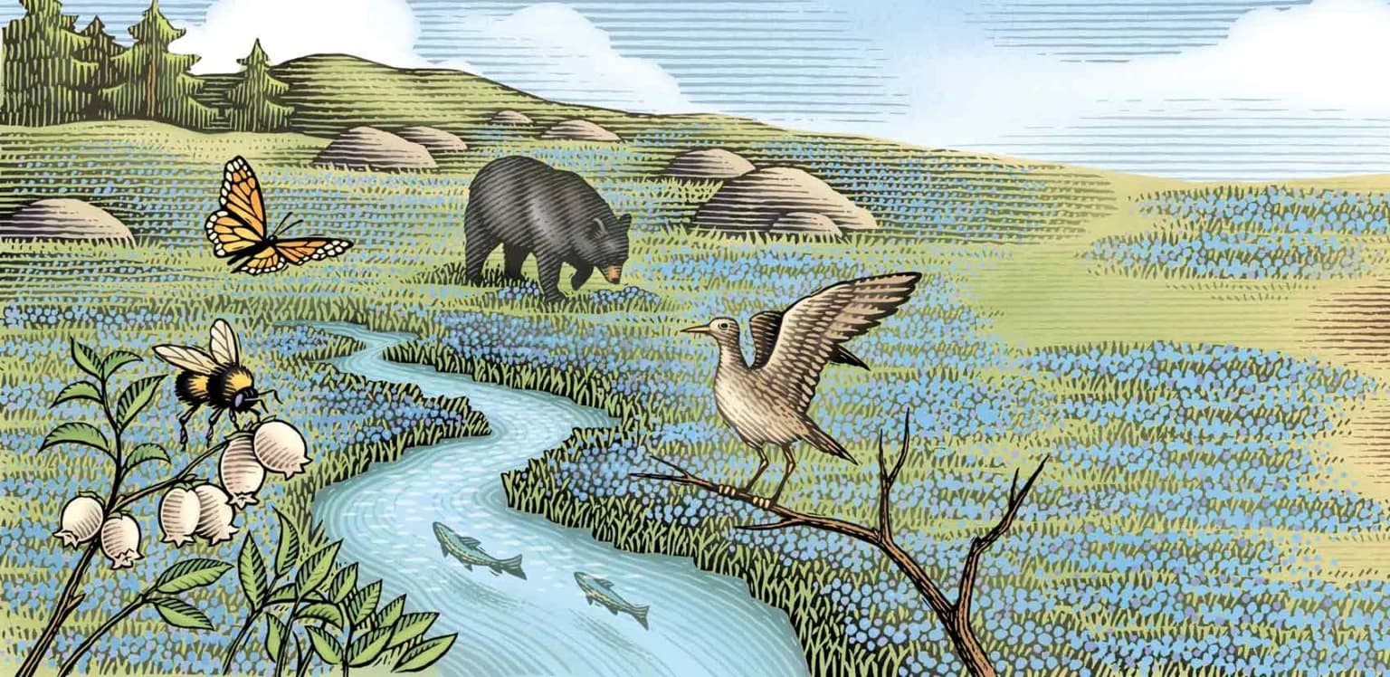 Wild blueberries from Downeast Maine