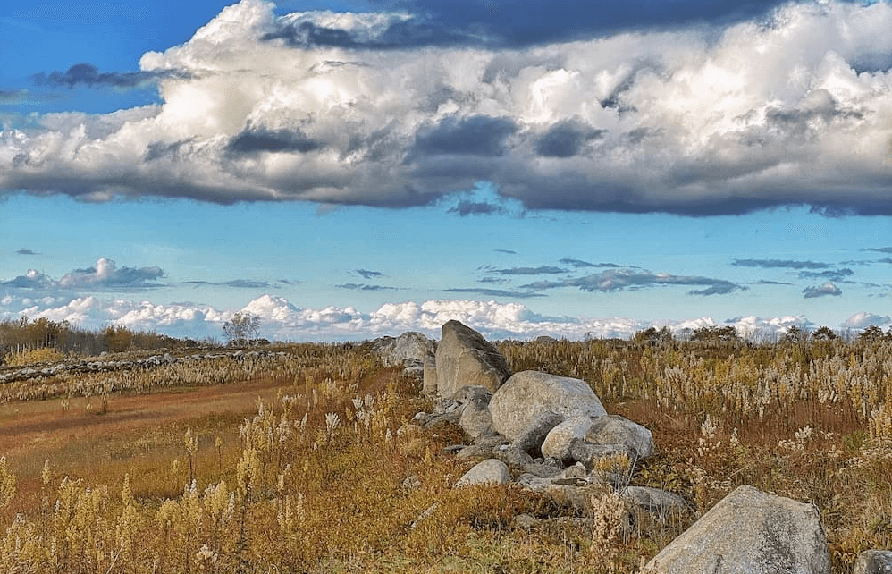Maine wild blueberry barrens landscape